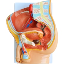 Erkek Pelvis Kesit Modeli, 2 Parçalı - Erkek Pelvis Maketi 01