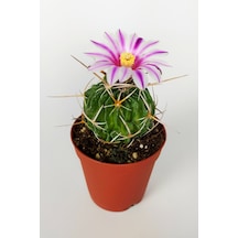 Echinofossulocactus Multicostatus Kaktüs 5.5 Cm Saksida