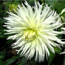 Big White Lace Dahlia Yıldız Çiçeği Soğanı Yumrusu 1 Adet