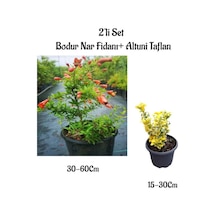 Bodur Nar Ağacı Fidanı+altuni Taflan Çit Bitkisi 2'li Set Bahçe Bitkileri