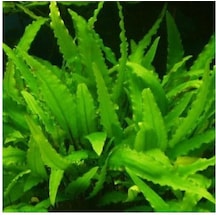 Cryptocoryne Wendtii Green Saksı Canlı Bitki