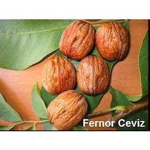 Fernor Ceviz Fidanı 2 Yaş - Tüplü 40-60 Cm