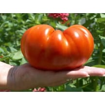Paket Nadir İthal Dev Hollanda Domatesi Tohumu 100 Tohum+He