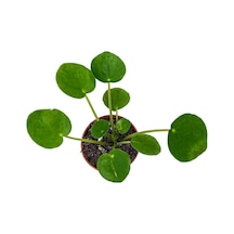 Çin Para Çiçeği Çin Para Bitkisi 10-20 Cm Pilea Peperomioides
