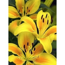 5 Adet Lilyum Çiçeği Soğanı Kokulu Sarı