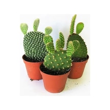 Serada Decor Plant 3 Adet Tavşan Kulağı Kaktüs 3 Ayrı Renk Sarı-kırmızı-beyaz Opuntia Microdasys