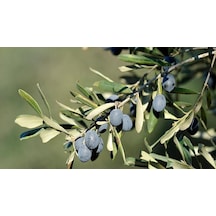 Trilye Gemlik Zeytin Fidanı 1 Adet