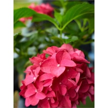 1 Adet Kırmızı Çiçekli Ortanca Fidanı 30-55 Cm Tüplü Çiçekli Bodur Bitkiler Red Hydrangea
