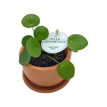 Baby Pilea Peperomioides Çin Para Çiçeği 10-20 Cm