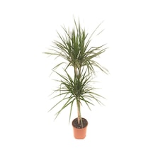 Dracena Marginata 2 Li
