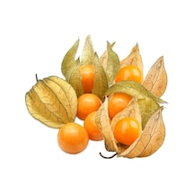 Şifalı Tüplü Yer Kirazı Altın Çilek Fidanı 20-40 Cm