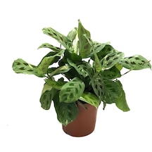 Maranta Leuconeura Kerchoveana 'Variegata' (Dua Çiçeği) Ø14 CM Y30-35 CM