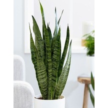 Serada Decor Plant Yeşil Kılıç Çiçeği Bol Köklü 40-60 Cm İç Mekan Bitkisi Hava Temizleyen Bitki