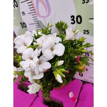 Beyaz Ceylangözü Sardunya Pelargonium Domesticum - Renkli Süs Bitkisi