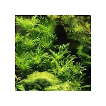 Ayrex Hygrophila Difformis 4-6 Kök Canlı Bitki Diğer
