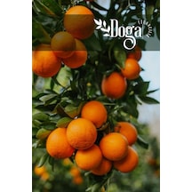 Tüplü Washıngton Portakal Fidanı 3 Yaş