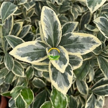 10 Adet Brovo Taflan Fidanı Paketi 'euonymus Japonica '