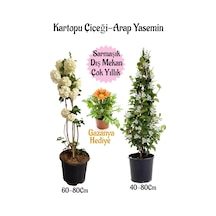 Çok Avantajlı Kartopu Çiçeği +arap Yasemini +sarı Gazanya Hediye Bahçe Seti