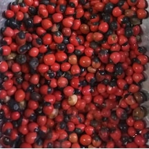 Horoz Gözü 500 Gr Aktar Depo