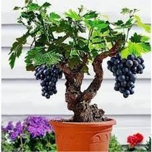 50 Adet Tohum Organik Hobi Bahçe Siyah Üzüm Bonsai Ağaç