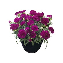 Kokulu Mor Bodur Karanfil Bitkisi Dianthus Caryophyllus Purple