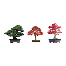 3'Lü Set Bonzai Ağacı Tohumu Bonsai Acer Rubrum Çınar Selvi Ekim