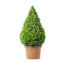 Videolu Şimsir Çalı Buxus Microphylla 'faulkner' 30-40 Cm 1 Adet Dış Mekan Bitkisi Boxwood