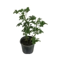 Pelargonium Odoratissimum Itır Bitkisi Fidanı 10-20 Cm