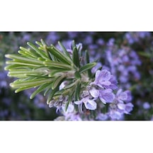 Kuşdili Biberiye Çiçeği Saksılı 10-20 Cm