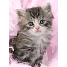 500p Puzzle Yavru Kedi