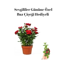 Öğretmenler Gününe Özel Kırmızı Renk Bodur Gül Fidanı Buz Çiçeği Hediyeli