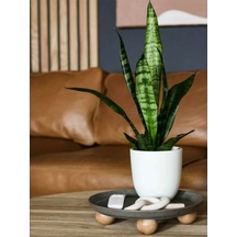 Paşa Kılıcı Yeşil Kılıç Bol Köklü Hava Temizleyici Salon Bitkisi, 20-40cm