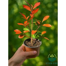 Alev Ağacı Çit Bitkisi Alev Çiçeği Fidanı Photinia Red Robin 20-30 Cm