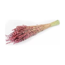 Şoklanmış Lavanta Pembe 1 Demet 100 Gr 45-50 Cm