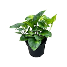 Epipremnum 'global Green' Salon Sarmaşığı