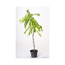 Wisteria Sinensis Mor Salkım Fidanı 10-20 Cm