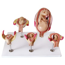 Hamilelik Serisi, 5 Model - Fetus Gelişim Süreci Maketi 01