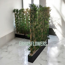 260 Cm Saksıda Bambu Speratör Yeşil