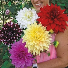 Mixed Dahlia Yıldız Çiçeği Soğanı Yumrusu 5 Adet