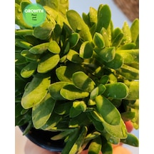 Crassula Money Maker 1 Adet