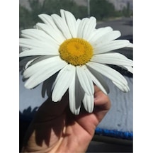 Süper Paket 150 Adet Tohum İthal Dev Papatya Tohumu Alaska Papatyası