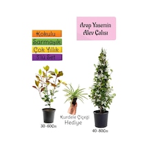 Mis Kokulu Arap Yasemini+alev Çalısı Fidanı+kurdele Çiçeği 3'lü Set