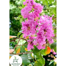 Oya Ağacı Pembe Renk 1 Adet Saksılı/tüplü 30-50cm Dış Mekan Bitkisi