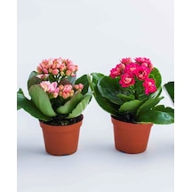 Mini Kalanşo 2.adet Mini Boy 5,5 Saksıda