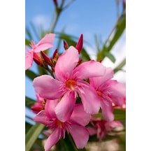 Zakkum Çiçeği 5 Adet - Nerium Oleander Dış Mekan Çiçeği