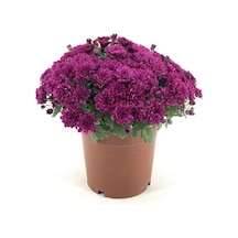 Lila Mor Kasımpatı Çiçeği Fidanı 10-20 Cm