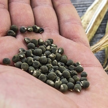 Doğal Bamya Tohumu -0,5 Kg