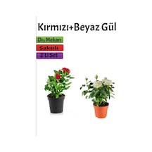 2'li Bahçe Seti Kırmızı+ Beyaz Gül Fidanı Saksılı Dış Mekan Bitkileri