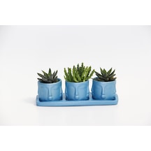 Trio Mavi Adler Sukulent Seti - Haworthia. Huernia