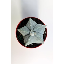Yıldız Kaktüs Astrophytum Myriostigma 5 Dilim Beyaz Özel Tür